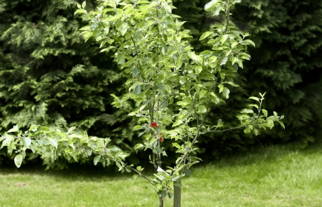 Bronze Plaque for Kerb, Tree or Shrub